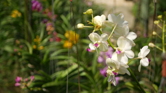 春天花园里五颜六色的热带兰花视频