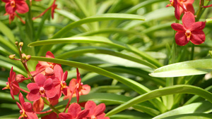 春天花园里五颜六色的热带兰花14秒视频
