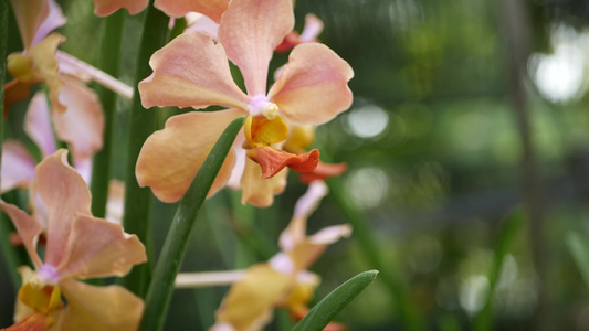春天花园里五颜六色的热带兰花视频