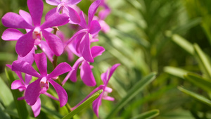 春天花园里五颜六色的热带兰花15秒视频