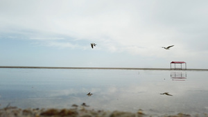青海湖上的飞鸟16秒视频