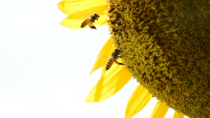蜜蜂采蜜升格4K61秒视频