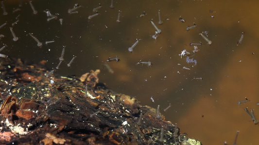 水中蚊虫幼虫的大型视频视频
