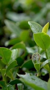 实拍在茶园采茶手抚摸茶树叶蔬菜镜头镜头下雨天茶园视频