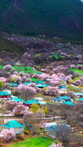 航拍美丽的林芝波密桃花沟藏族村落素材林芝旅游季视频