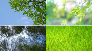 自然绿色树叶素材121秒视频