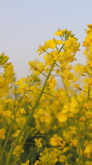 春日油菜花黄色的花16秒视频