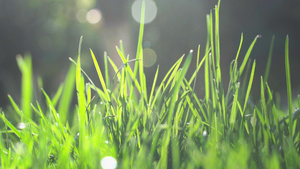 唯美清新晨光中的草地空镜实拍16秒视频