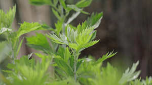 4k中草药艾草药材中药材31秒视频