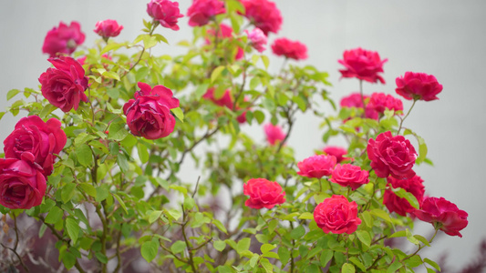 月季花特写视频