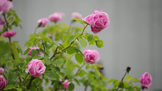 月季花特写视频