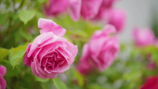 月季花特写视频