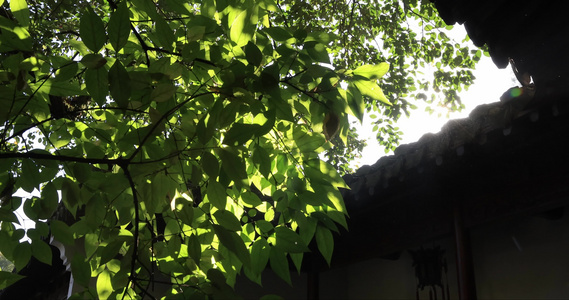 江南园林古典建筑阳光透过树叶视频
