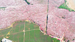 4K大气航拍俯瞰贵州平坝樱花园花海29秒视频