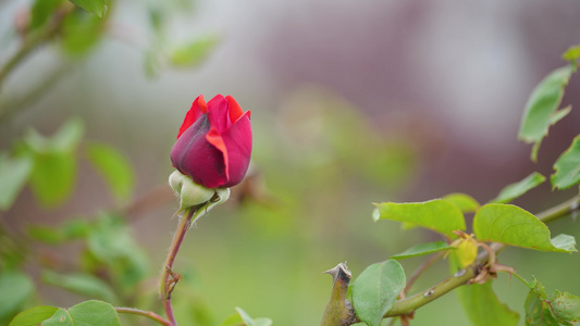 月季花特写视频