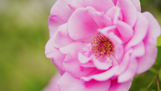 月季花特写视频