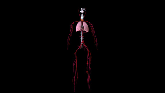 4K人体解刨模型动画元素带透明度视频
