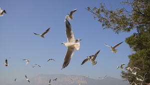 云南大理洱海边成群结队盘旋飞翔的海鸥4k素材53秒视频