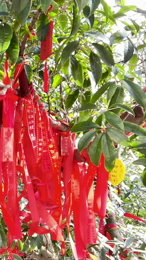 中国农历新年挂满祈福树枝头的祈福带视频素材中国新年56秒视频