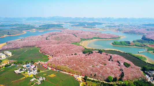 4K航拍唯美俯瞰贵州平坝樱花园视频