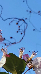 实拍樱花春天风景视频