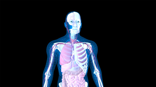 4K医学人体动画元素带透明度视频