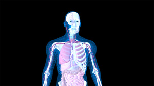 4K医学人体动画元素带透明度20秒视频