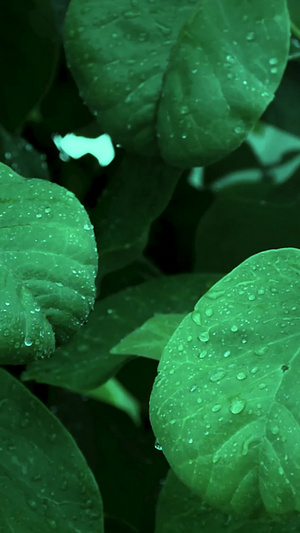 雨中绿叶15秒视频