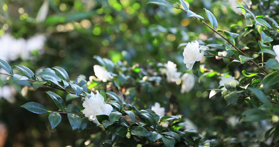 白色月季花视频