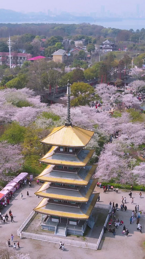 航拍武汉东湖樱园春天花期盛开的浪漫樱花全景素材日式建筑46秒视频