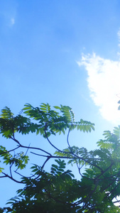 蓝天阳光透射绿色树叶视频