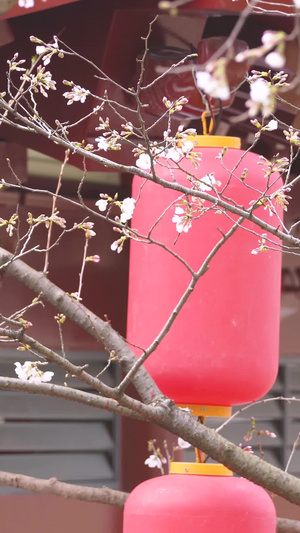 春天花期古建筑红色灯笼白色樱花素材春天素材48秒视频