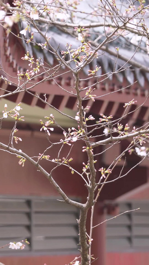 春天花期古建筑红色灯笼白色樱花素材城市宣传48秒视频