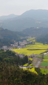 航拍云南罗平油菜花观赏点牛街油菜花田视频旅游观光视频