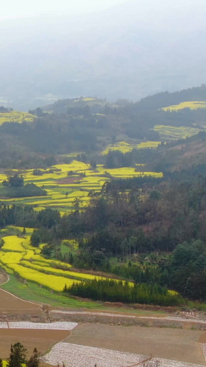 航拍云南罗平油菜花观赏点牛街油菜花田视频旅游景点71秒视频