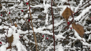 雪下的红莓冰冻的树枝花朵里的小树枝红色浆果9秒视频