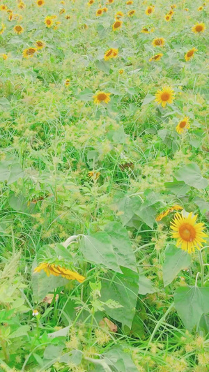 夏季向日葵花海生机勃勃28秒视频