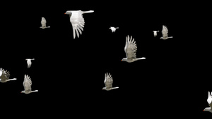 三维群鸟飞行素材10秒视频