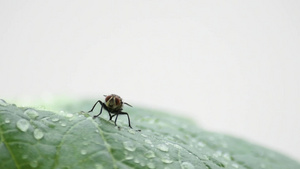 苍蝇用雨滴清扫你的腿和翅膀 在叶子上46秒视频