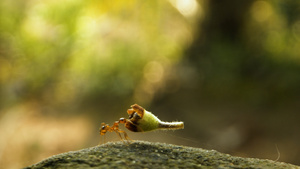 石头上小蚂蚁举起食物特写镜头11秒视频