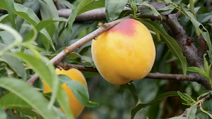 黄桃果园桃子生长到采摘73秒视频