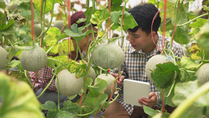 智能农场农民使用平板电脑控制绿色农业系统30秒视频