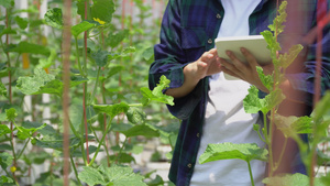 智能农场,农民使用平板电脑控制农业系统 在绿屋庄稼收割中19秒视频