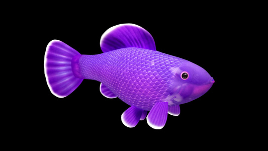 三维鱼动画