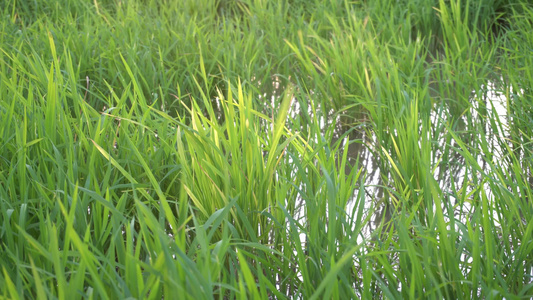 绿地稻田视频