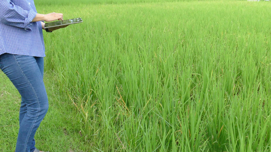 农艺师农民使用平板电脑监测有机农场的稻田。使用移动应用技术进行农业水土管理视频