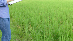 农民使用平板电脑监测有机农场的稻田13秒视频