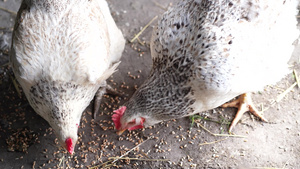 在鸡舍附近吃母鸡棕色母鸡在鸡舍里吃粮17秒视频