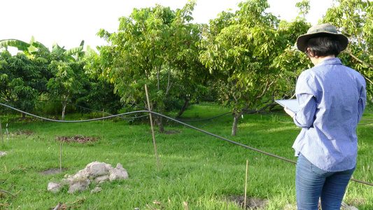农艺师农民使用平板电脑监测有机农场的龙眼树。使用移动应用技术进行农业水土管理视频