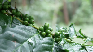 在咖啡树枝上检查咖啡豆13秒视频
